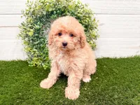 Winnie , a female Miniature Bernedoodle for sale in Exeter, MO – 1 of 5