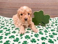 Winnie , a female Miniature Bernedoodle for sale in Exeter, MO – Photo 2 of 4