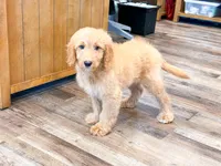 Granger , a male Miniature Goldendoodle for sale in Exeter, MO – 2 of 3