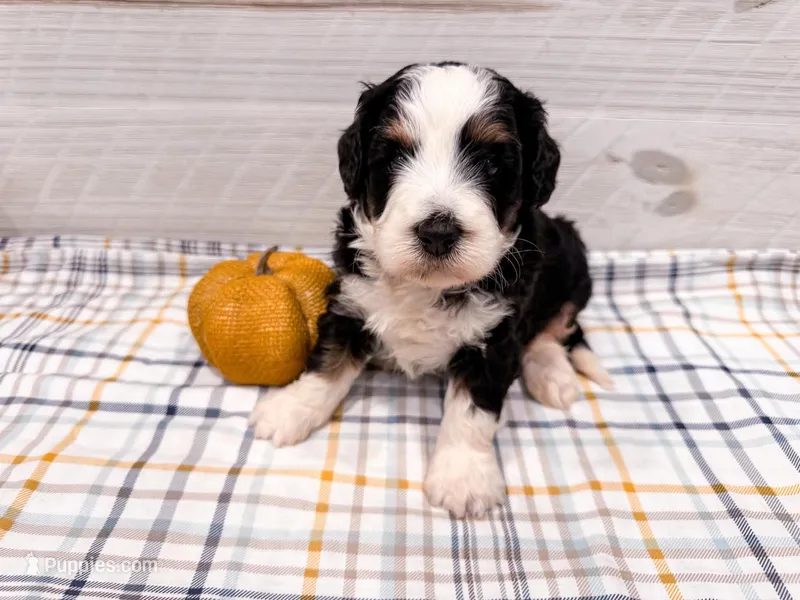 Ariat  – Miniature Bernedoodle puppy for sale in Exeter, MO