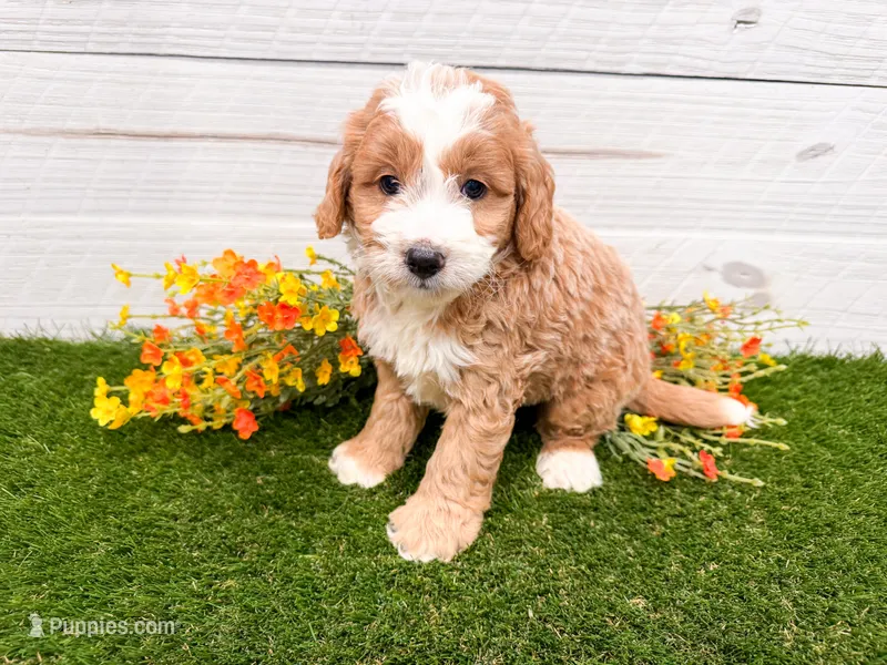 Smucker – Miniature Bernedoodle puppy for sale in Exeter, MO