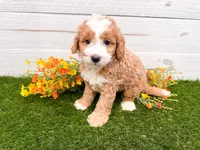 Smucker, a male Miniature Bernedoodle for sale in Exeter, MO – 1 of 3