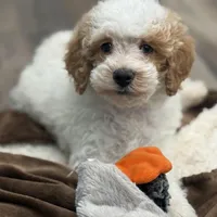 Clear & Merle!, a male Poodle - Miniature  for sale in Exeter, MO – Photo 2 of 7