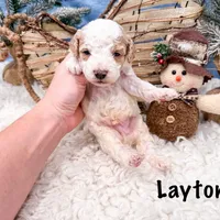 Clear & Merle!, a male Poodle - Miniature  for sale in Exeter, MO – Photo 7 of 7