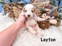 Layton , a male Poodle - Miniature  for sale in Exeter, MO – Photo 4 of 4