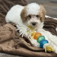 Clear & Merle!, a male Poodle - Miniature  for sale in Exeter, MO – Photo 1 of 7