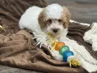 Layton , a male Poodle - Miniature  for sale in Exeter, MO – Photo 1 of 4
