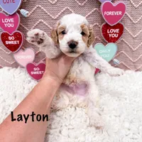 Clear & Merle!, a male Poodle - Miniature  for sale in Exeter, MO – Photo 6 of 7