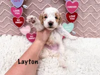 Layton , a male Poodle - Miniature  for sale in Exeter, MO – Photo 3 of 4