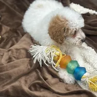 Clear & Merle!, a male Poodle - Miniature  for sale in Exeter, MO – Photo 3 of 7