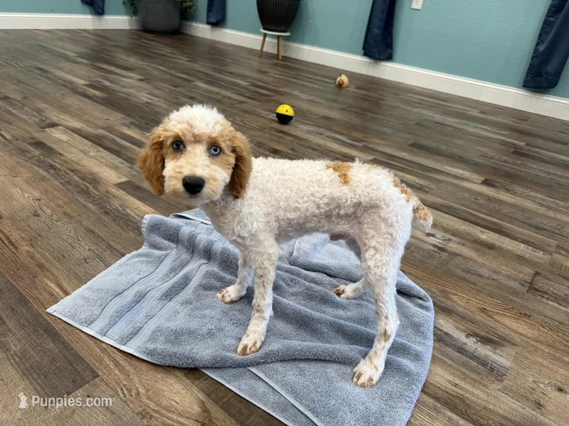 Clear & Merle! – Poodle - Miniature  puppy for sale in Exeter, MO