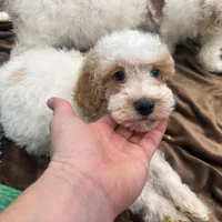 Clear & Merle!, a male Poodle - Miniature  for sale in Exeter, MO – Photo 4 of 7