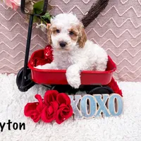 Clear & Merle!, a male Poodle - Miniature  for sale in Exeter, MO – Photo 5 of 7