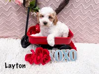 Layton , a male Poodle - Miniature  for sale in Exeter, MO – Photo 2 of 4