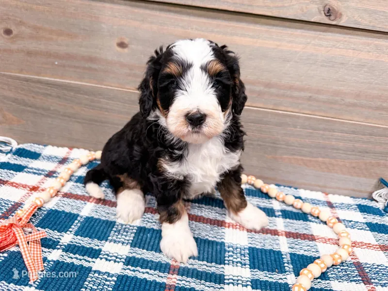 Wrangler  – Miniature Bernedoodle puppy for sale in Exeter, MO