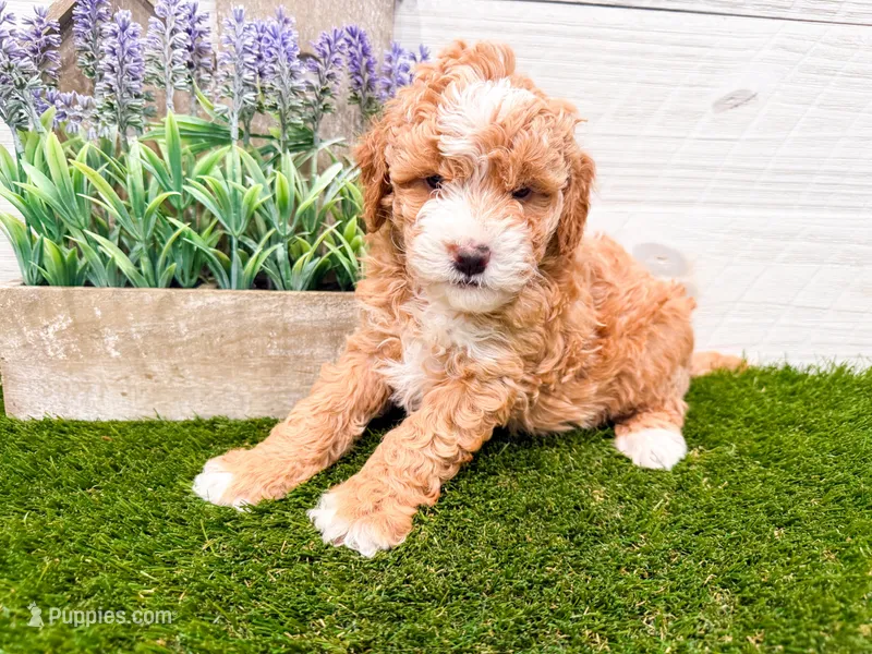 Olive  – Miniature Goldendoodle puppy for sale in Exeter, MO