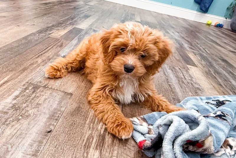Lyle  – Cavapoo puppy for sale in Exeter, MO