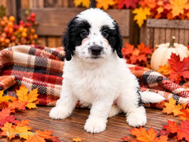 Holstein  – Miniature Bernedoodle puppy for sale in Exeter, MO