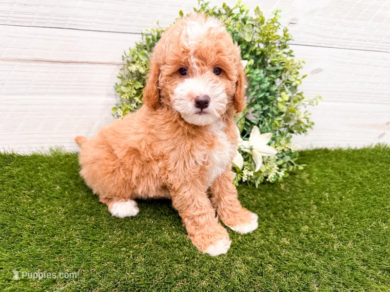 Olive  – Miniature Goldendoodle puppy for sale in Exeter, MO