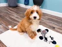 Smucker, a male Miniature Bernedoodle for sale in Exeter, MO – 1 of 10