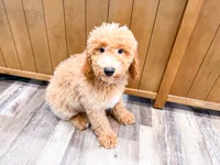 Davie , a male Miniature Goldendoodle for sale in Exeter, MO – 2 of 3