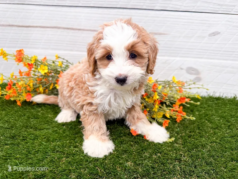 Mara Natha  – Miniature Bernedoodle puppy for sale in Exeter, MO