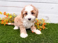 Mara Natha , a female Miniature Bernedoodle for sale in Exeter, MO – 1 of 3