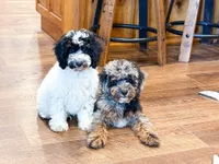 Dodger , a male Poodle - Miniature  for sale in Exeter, MO – 3 of 9