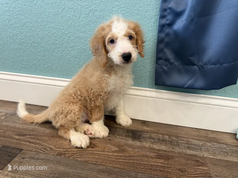 Skippy – Miniature Bernedoodle puppy for sale in Exeter, MO
