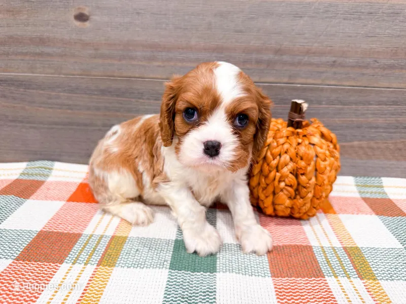 Maple  – Cavalier King Charles Spaniel puppy for sale in Exeter, MO