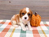 Maple , a male Cavalier King Charles Spaniel for sale in Exeter, MO – 1 of 1