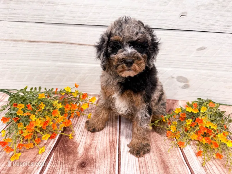Duncan  – Poodle - Miniature  puppy for sale in Exeter, MO