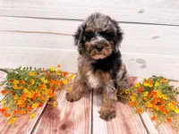 Duncan , a male Poodle - Miniature  for sale in Exeter, MO – 1 of 5