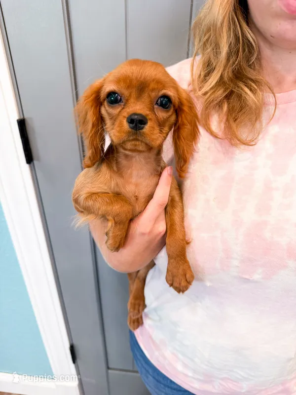 Indie  – Cavalier King Charles Spaniel puppy for sale in Exeter, MO