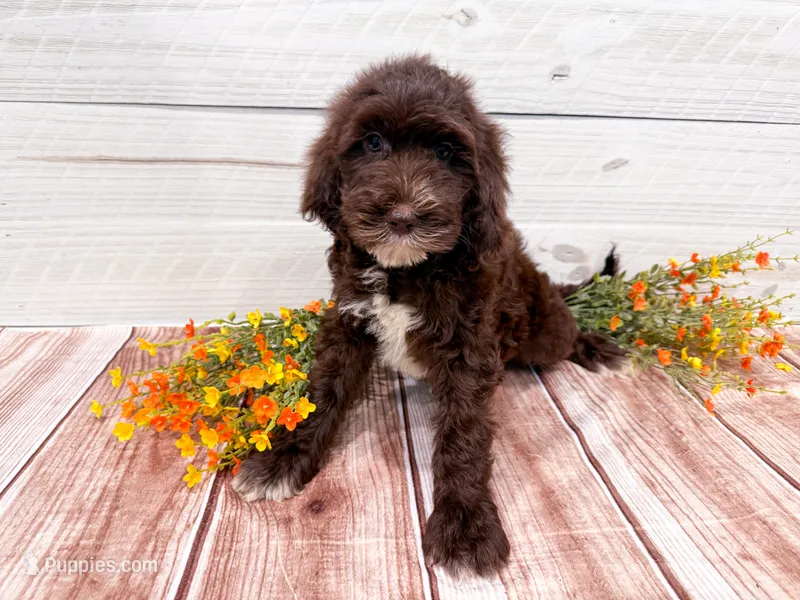 Twix – Miniature Goldendoodle puppy for sale in Exeter, MO