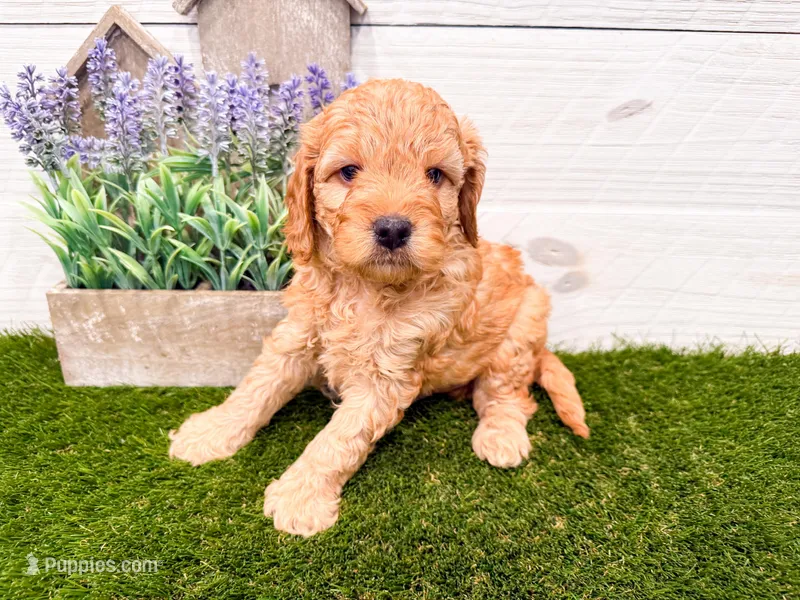 Owen  – Miniature Goldendoodle puppy for sale in Exeter, MO