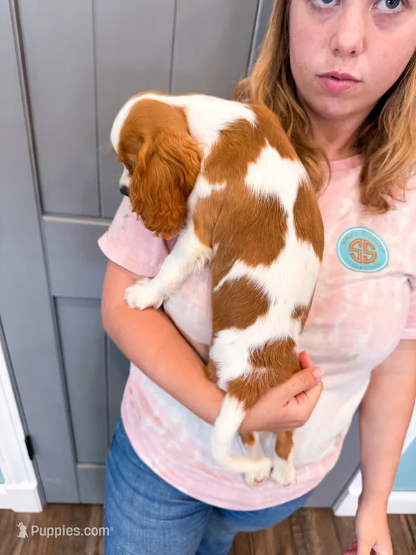 Ivy  – Cavalier King Charles Spaniel puppy for sale in Exeter, MO