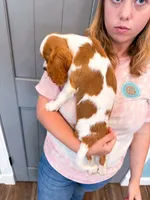 Ivy , a female Cavalier King Charles Spaniel for sale in Exeter, MO – 1 of 2