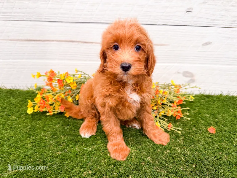 Josie  – Miniature Goldendoodle puppy for sale in Exeter, MO