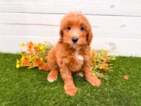 Josie , a female Miniature Goldendoodle for sale in Exeter, MO – 1 of 1