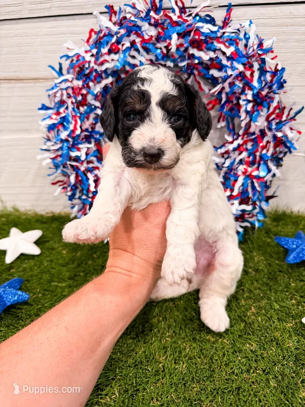 Dodger  – Poodle - Miniature  puppy for sale in Exeter, MO