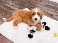 Smucker, a male Miniature Bernedoodle for sale in Exeter, MO – 5 of 10