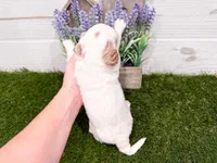 Sheldon, a male Miniature Goldendoodle for sale in Exeter, MO – Photo 2 of 3