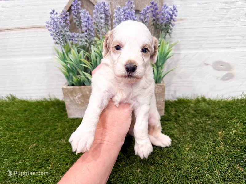 Sheldon – Miniature Goldendoodle puppy for sale in Exeter, MO