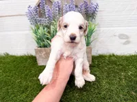 Sheldon, a male Miniature Goldendoodle for sale in Exeter, MO – Photo 1 of 3