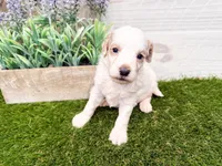 Sheldon, a male Miniature Goldendoodle for sale in Exeter, MO – Photo 3 of 3