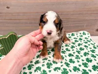 Cooper, a male Miniature Bernedoodle for sale in Exeter, MO – Photo 2 of 4