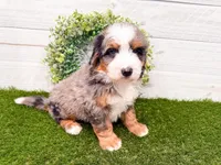 Cooper, a male Miniature Bernedoodle for sale in Exeter, MO – 2 of 7