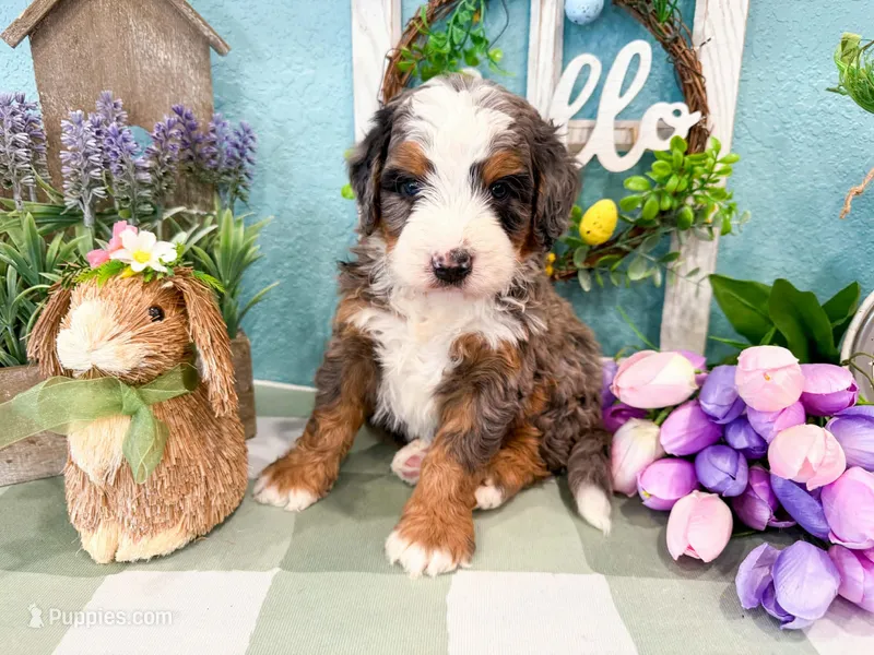 Cooper – Miniature Bernedoodle puppy for sale in Exeter, MO