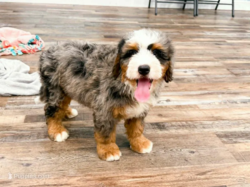 Cooper – Miniature Bernedoodle puppy for sale in Exeter, MO